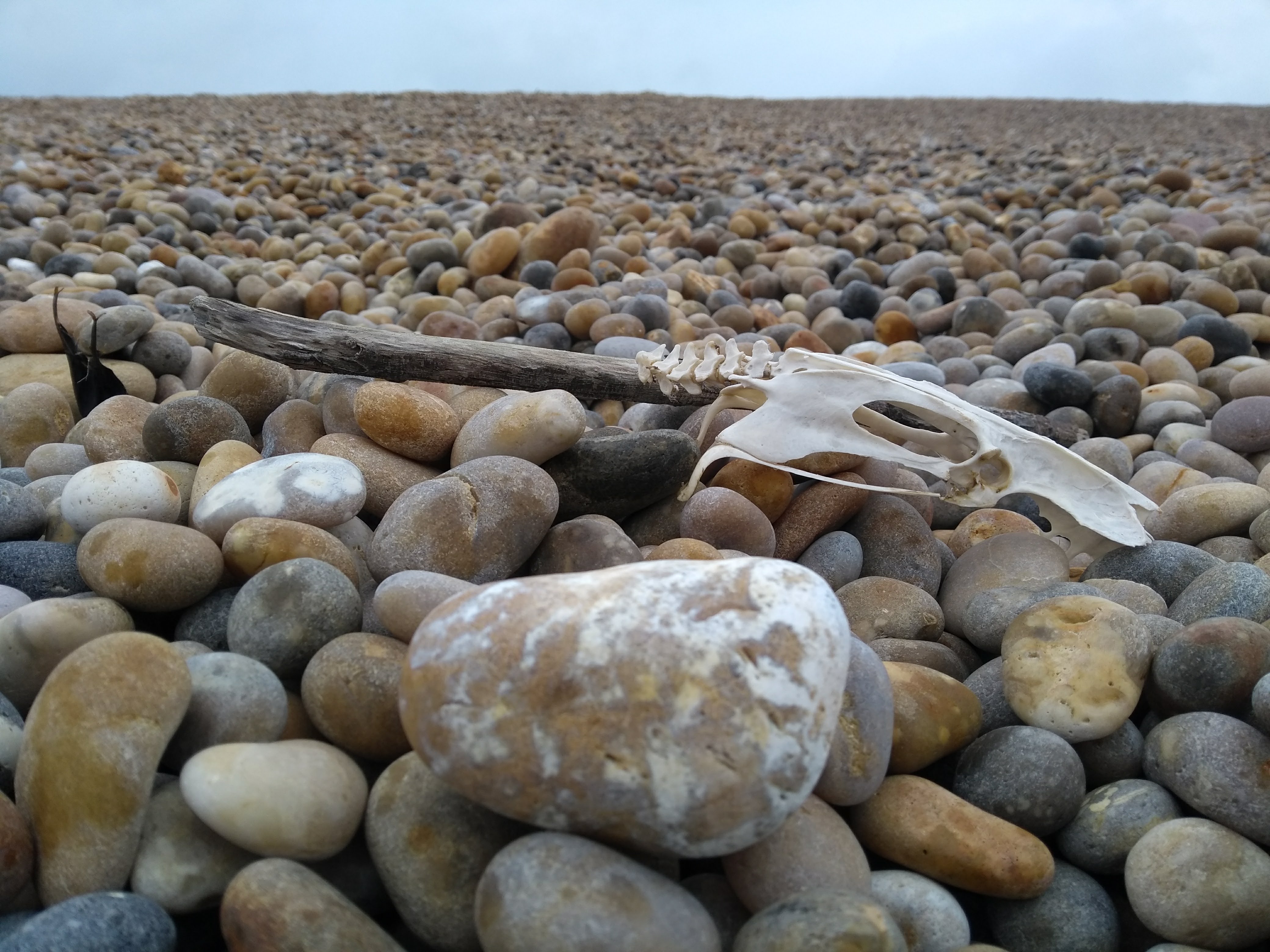 skull on pebbly beach