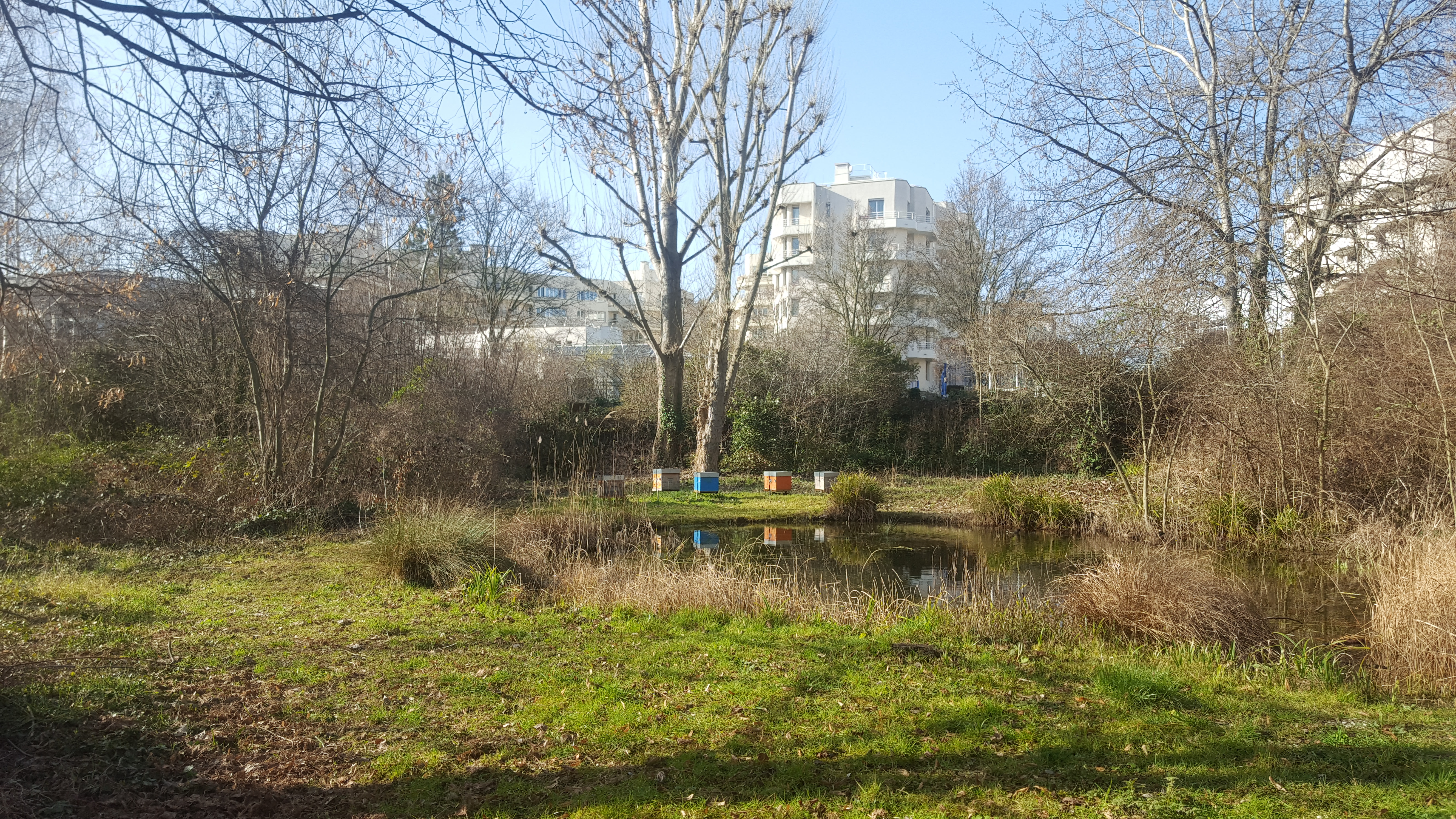 Pond on Ile Saint-Germain